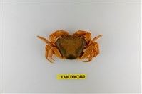 藏品(拉氏清溪蟹)的圖片